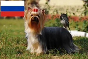 Read more about the article Criadores de Yorkshire Terrier e cachorros na Rússia