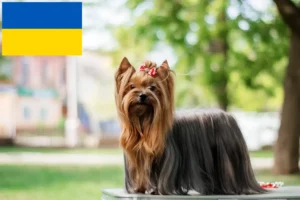 Read more about the article Criadores de Yorkshire Terrier e cachorros na Ucrânia