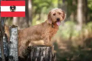 Read more about the article Basset fauve de Bretagne criadores e cachorros na Áustria