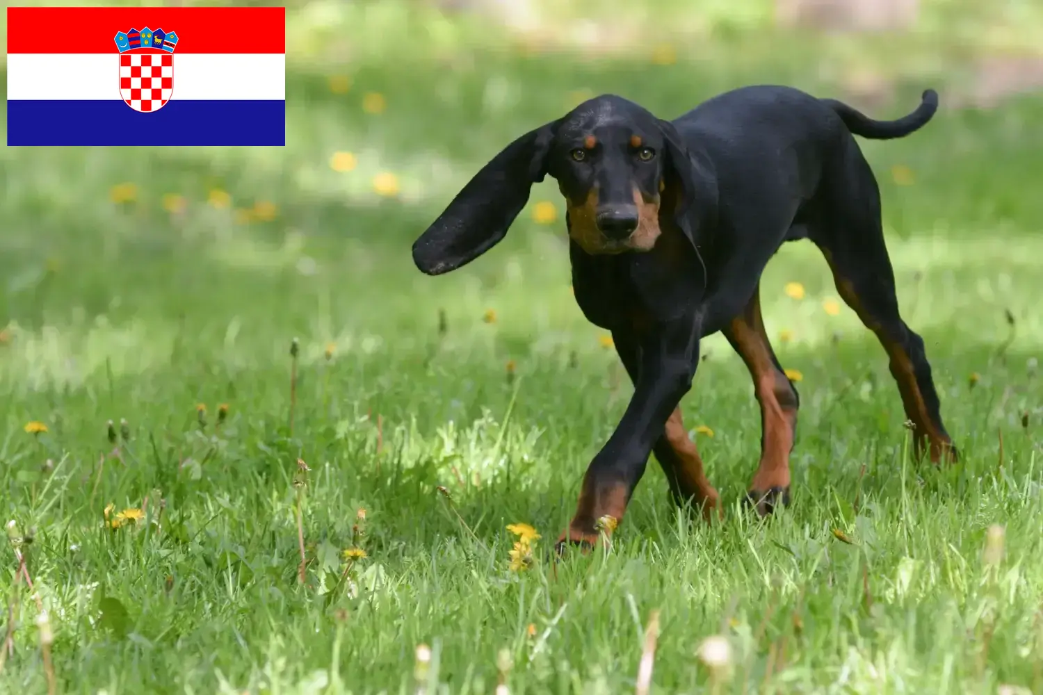 Read more about the article Criadores de Coonhound preto e castanho e cachorros na Croácia