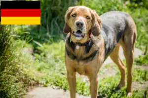 Read more about the article Criadores de Bracke polaco e cachorros na Alemanha