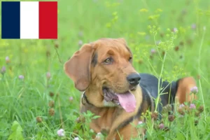 Read more about the article Criadores de Bracke polaco e cachorros em França