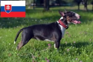 Read more about the article Criadores de Bull Terrier Miniatura e cachorros na Eslováquia