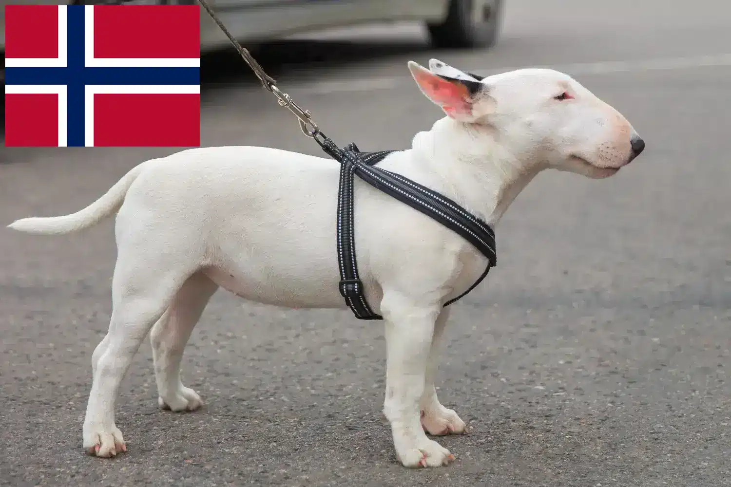 Cachorros e criadores de Bull Terrier Miniatura Noruega Encontrar criadores de Bull Terrier Miniatura na Noruega.