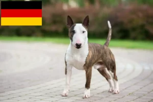 Read more about the article Criadores de Bull Terrier Miniatura e cachorros na Alemanha