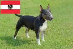 Read more about the article Criadores de Bull Terrier Miniatura e cachorros na Áustria