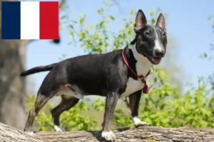 Read more about the article Criadores de Bull Terrier miniatura e cachorros em França