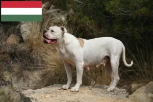 Read more about the article Criadores de Bulldog Americano e cachorros na Hungria