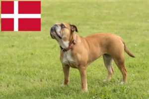 Read more about the article Criadores de Bulldog Continental e cachorros na Dinamarca