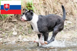 Read more about the article Criadores de Bulldog Continental e cachorros na Eslováquia