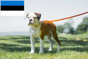 Read more about the article Criadores de Bulldog Continental e cachorros na Estónia