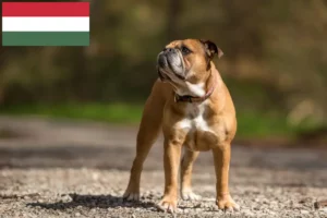 Read more about the article Criadores de Bulldog Continental e cachorros na Hungria