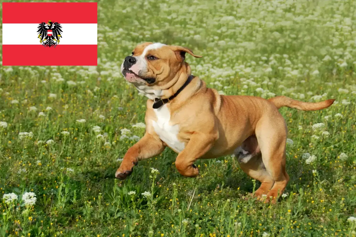 Read more about the article Criadores de Bulldog Continental e cachorros na Áustria