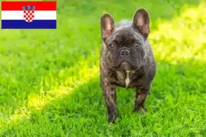 Read more about the article Criadores de Bulldog Francês e cachorros na Croácia