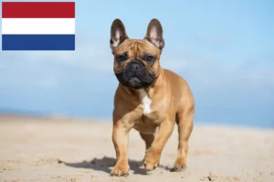Read more about the article Criadores de Bulldog Francês e cachorros nos Países Baixos
