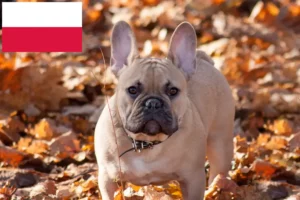 Read more about the article Criadores de Bulldog Francês e cachorros na Polónia