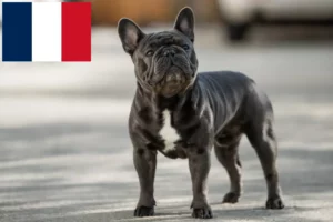 Read more about the article Criadores de Bulldog Francês e cachorros na Reunião