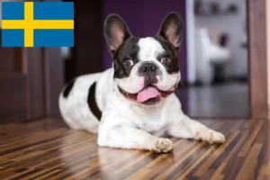 Read more about the article Criadores de Bulldog Francês e cachorros na Suécia