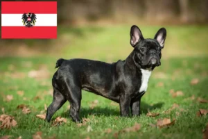 Read more about the article Criadores de Bulldog Francês e cachorros na Áustria