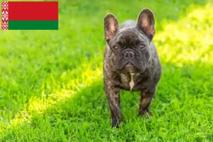 Read more about the article Criadores de Bulldog Francês e cachorros na Bielorrússia
