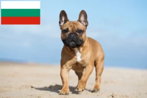 Read more about the article Criadores de Bulldog Francês e cachorros na Bulgária