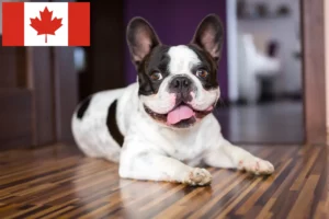 Read more about the article Criadores de Bulldog Francês e cachorros no Canadá