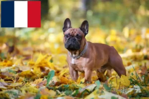 Read more about the article Criadores de Bulldog Francês e cachorros em França