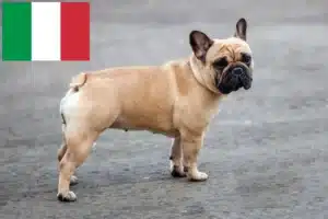 Read more about the article Criadores de Bulldog Francês e cachorros em Itália
