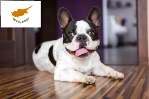 Read more about the article Criadores de Bulldog Francês e cachorros em Chipre