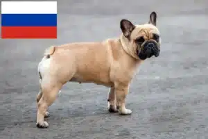 Read more about the article Criadores de Bulldog Francês e cachorros na Rússia