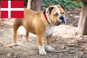 Read more about the article Criadores de Bulldog Inglês e cachorros na Dinamarca