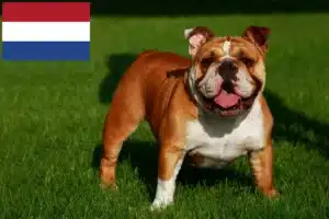 Read more about the article Criadores de Bulldog Inglês e cachorros nos Países Baixos