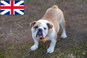 Read more about the article Criadores de Bulldog Inglês e cachorros no Reino Unido