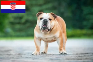 Read more about the article Criadores de Bulldog Inglês e cachorros na Croácia