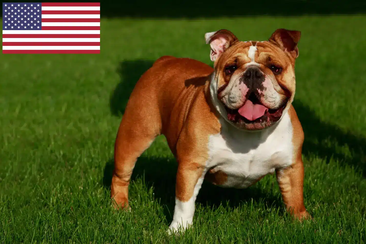 Bulldog Inglês cachorros e criadores EUA Encontre criadores de Bulldog Inglês nos EUA aqui.