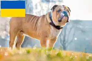 Read more about the article Criadores de Bulldog Inglês e cachorros na Ucrânia