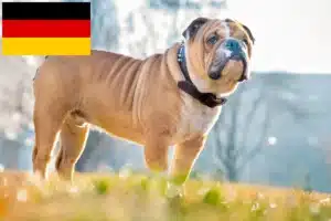 Read more about the article Criadores de Bulldog Inglês e cachorros na Alemanha