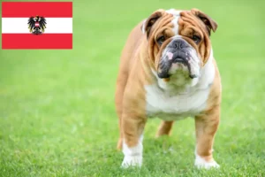 Read more about the article Criadores de Bulldog Inglês e cachorros na Áustria