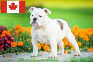 Read more about the article Criadores e cachorros de Bulldog Inglês no Canadá