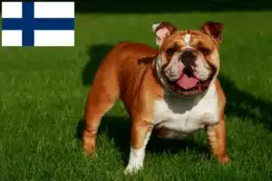 Read more about the article Criadores de Bulldog Inglês e cachorros na Finlândia