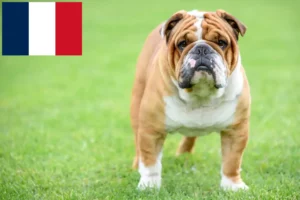 Read more about the article Criadores de Bulldog Inglês e cachorros em França