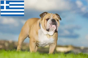 Read more about the article Criadores de Bulldog Inglês e cachorros na Grécia