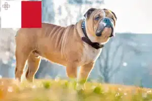 Read more about the article Criadores de Bulldog Inglês e cachorros em Malta
