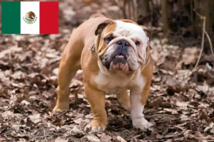 Read more about the article Criadores de Bulldog Inglês e cachorros no México