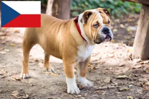 Read more about the article Criadores de Bulldog Inglês e cachorros na República Checa