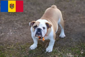 Read more about the article Criadores de Bulldog Inglês e cachorros em Moldova