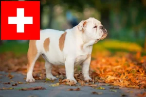 Read more about the article Criadores de Bulldog Inglês e cachorros na Suíça