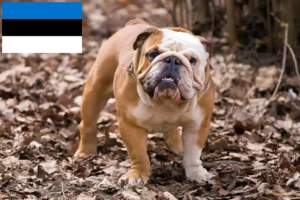 Read more about the article Criadores de Bulldog Inglês e cachorros na Estónia