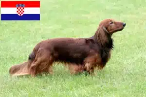 Read more about the article Criadores de Teckel e cachorros na Croácia