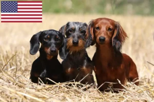 Read more about the article Criadores de Teckel e cachorros nos EUA